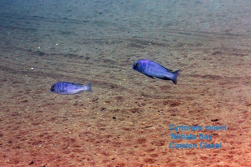 Cyrtocara moorii 'Nkhata Bay'